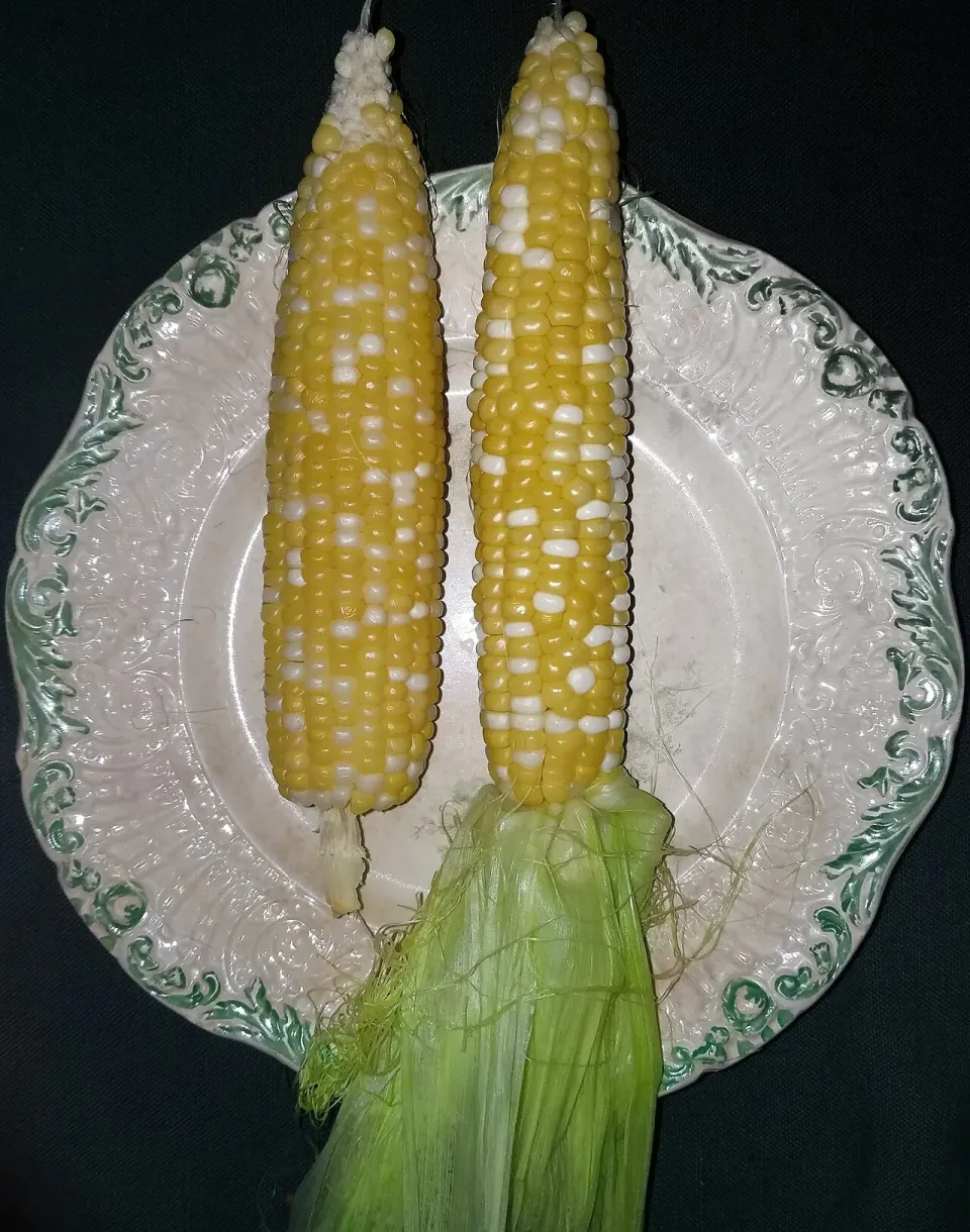 Dos elotes tiernos servidos en plato